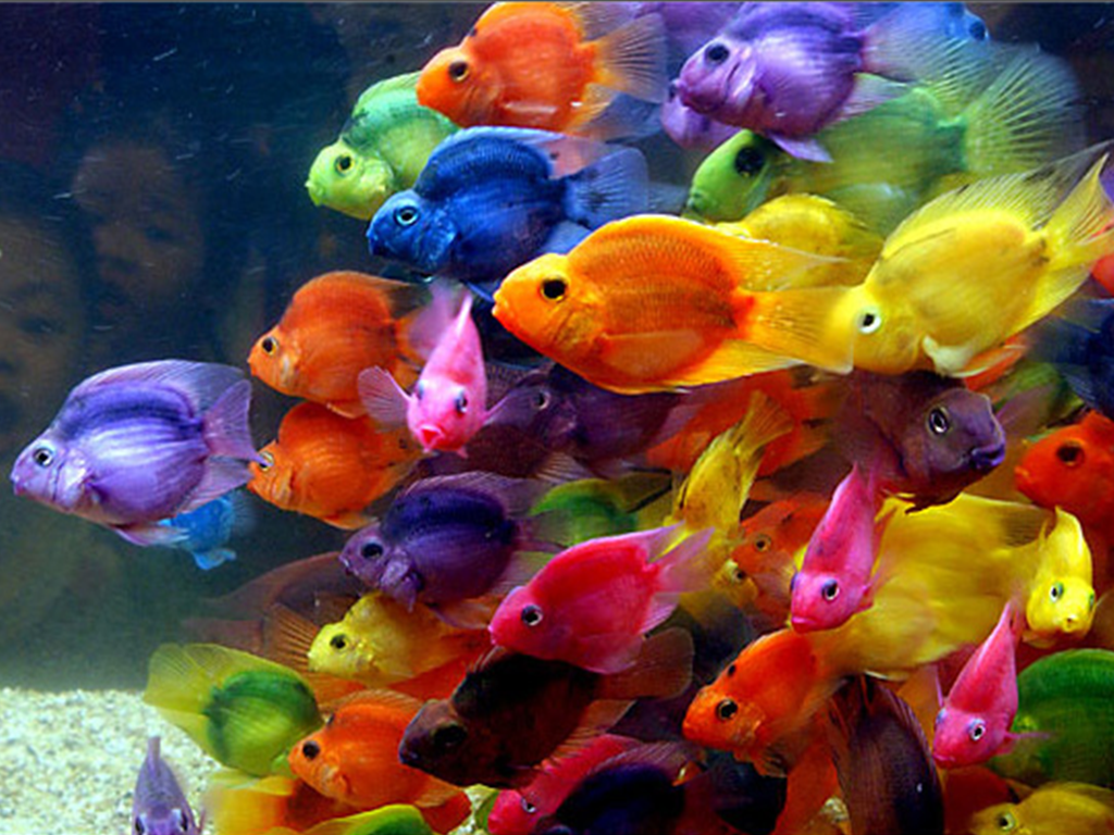 shut up and...FISH - color-fish.bmp